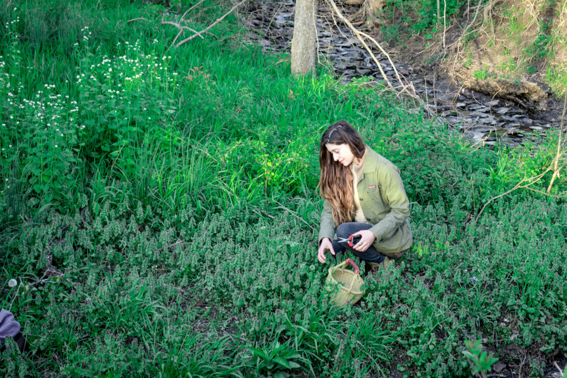 After the Bite: What to Do if You're Bitten by a Tick by Herbal Academy