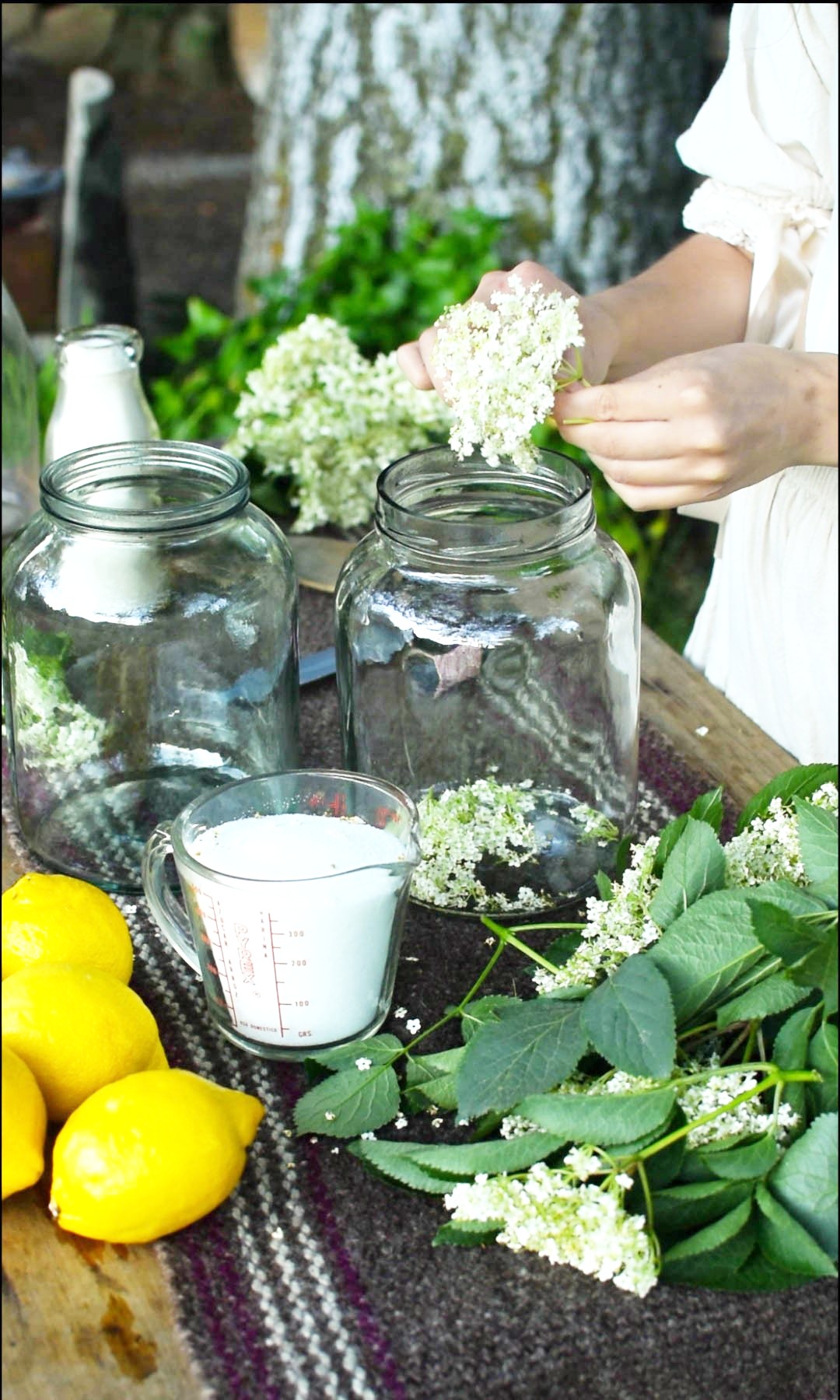 herbalist placing elderflowers into a jar to make elderflower champagne