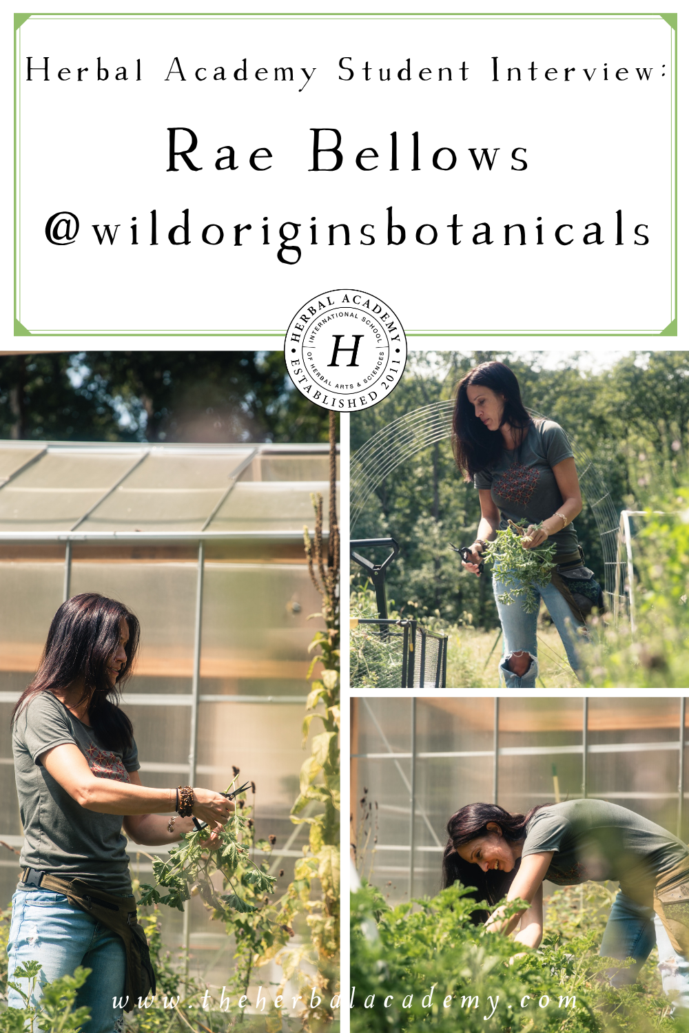 Join our student interview with herbalist Rae Bellows, the owner of Wild Origins. Rae spends her time in distillation, consulting, and educational outreach.