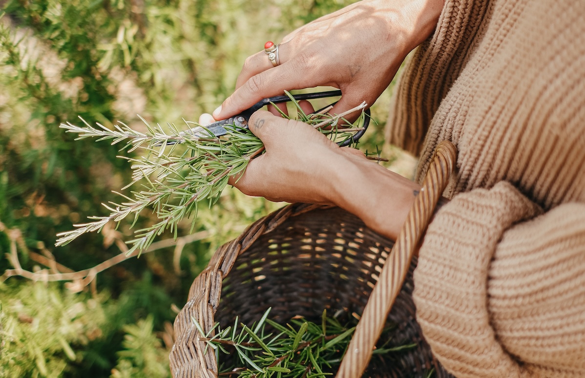 A Safety Framework to Guide Herb Use by Herbal Academy