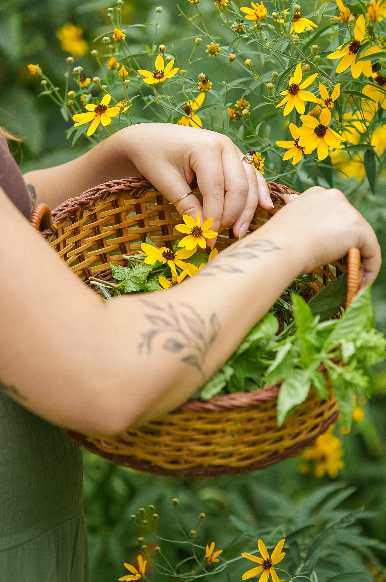 herbalist harvesting yellow flowers and placing them in a basket