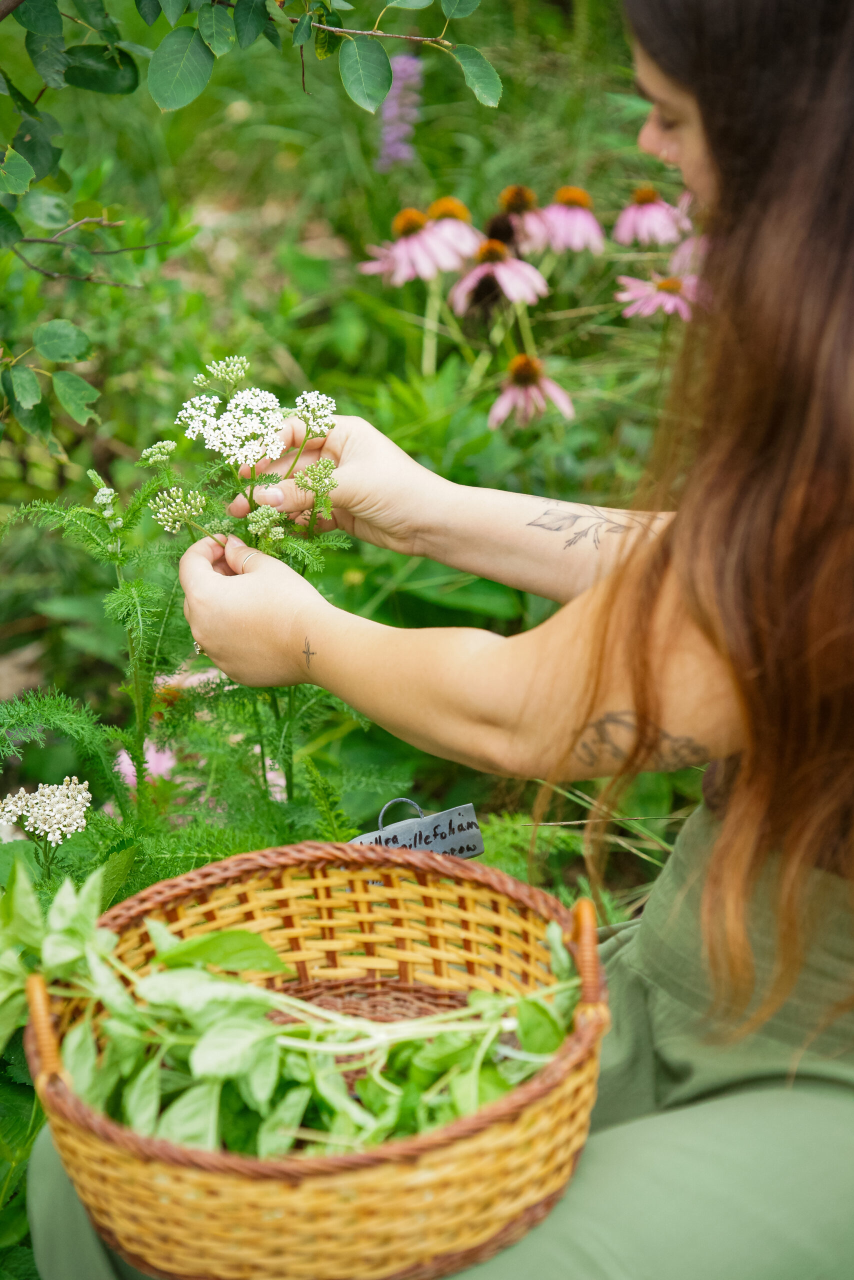 herbalist harvesting flowers with a basket of herbs on her lap