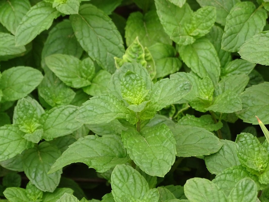 close up of mint 