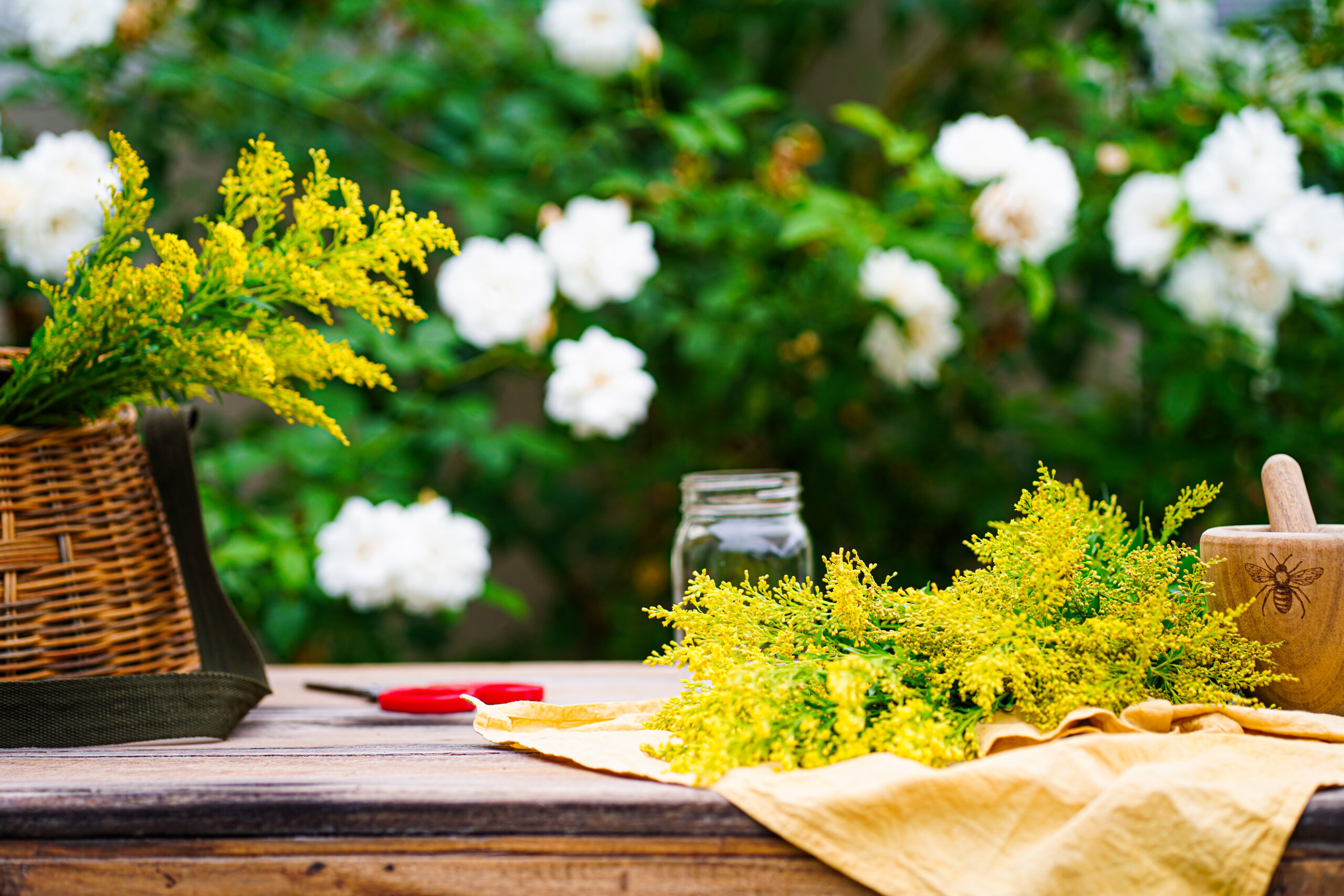 ingredients to make a goldenrod allergy tincture