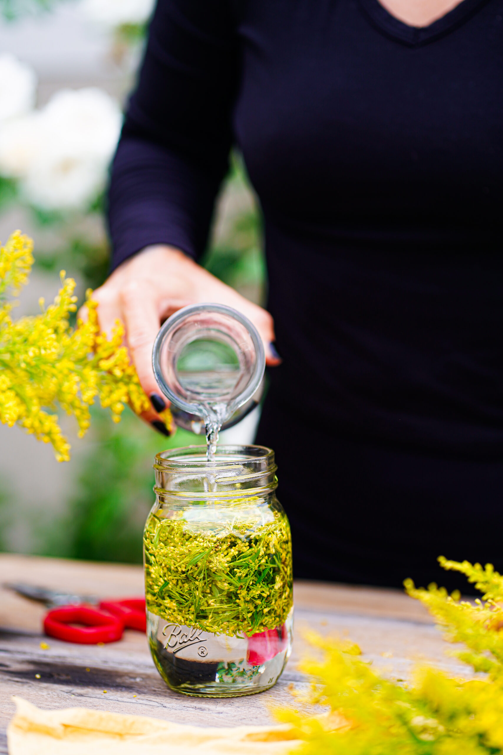 herbalist pouring solvent into a jar of goldenrod