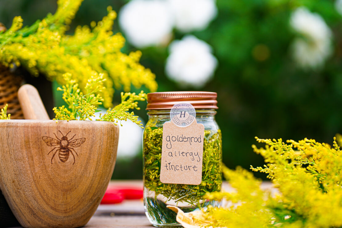 How to Make a Goldenrod Tincture to Beat Seasonal Allergies by Herbal Academy