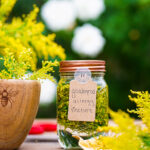 How to Make a Goldenrod Tincture to Beat Seasonal Allergies by Herbal Academy
