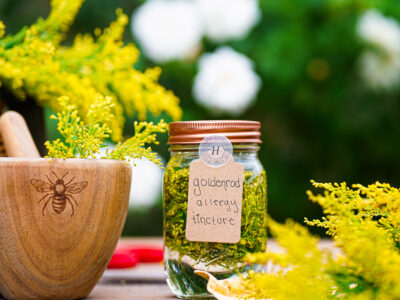 How to Make a Goldenrod Tincture to Beat Seasonal Allergies by Herbal Academy