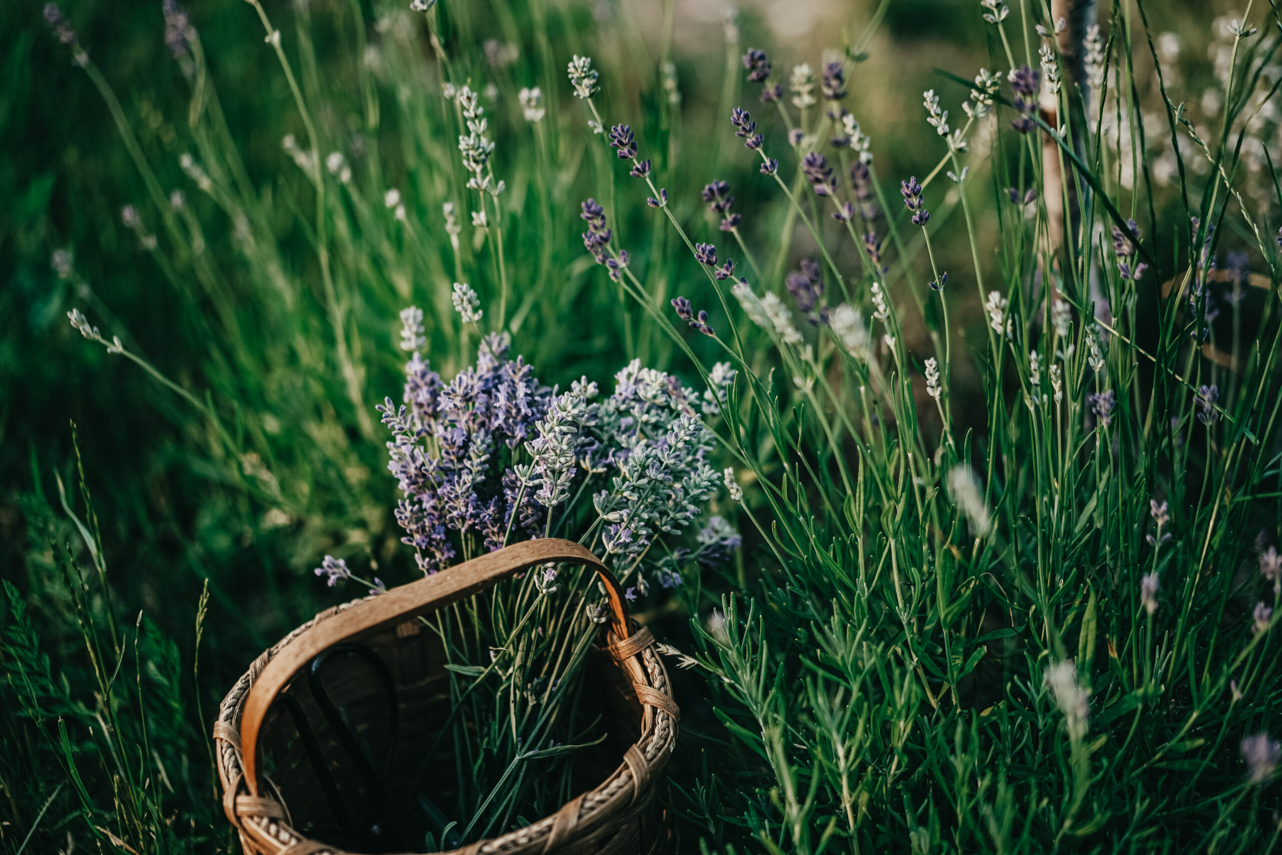 8 of the Best Herbs for Radiant Skin by Herbal Academy