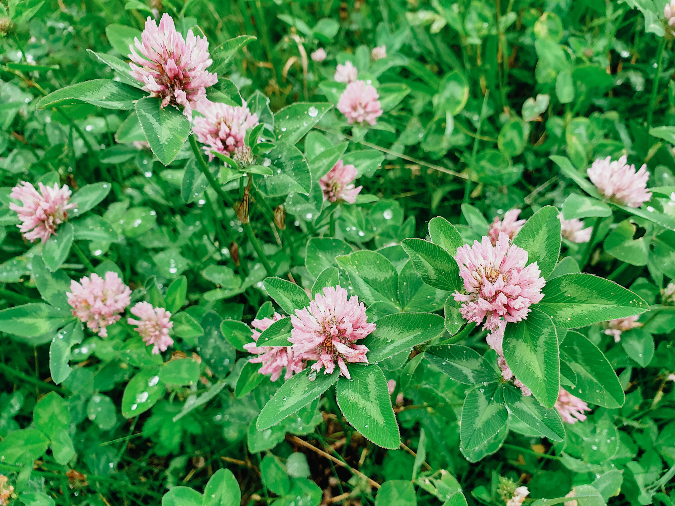 8 of the Best Herbs for Radiant Skin by Herbal Academy