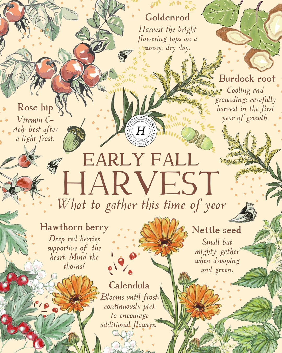 6 Early Fall Herbs to Harvest Now by Herbal Academy Graphic
