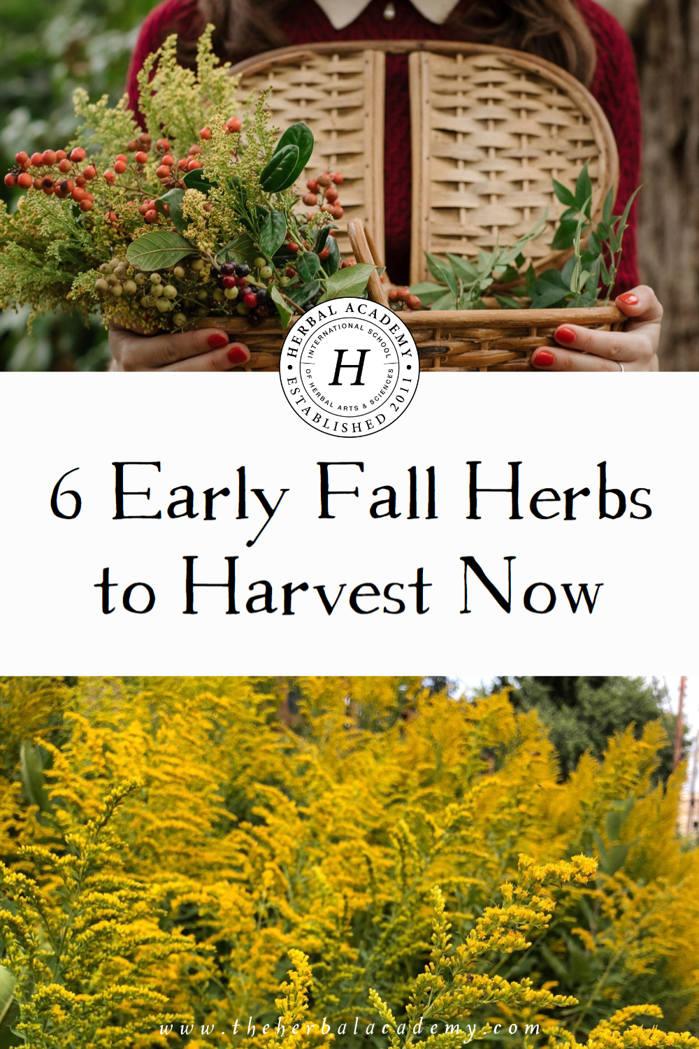 Fall is a great time to harvest many fall herbs such as roots, berries, flowers, and seeds before the cold sets in. 