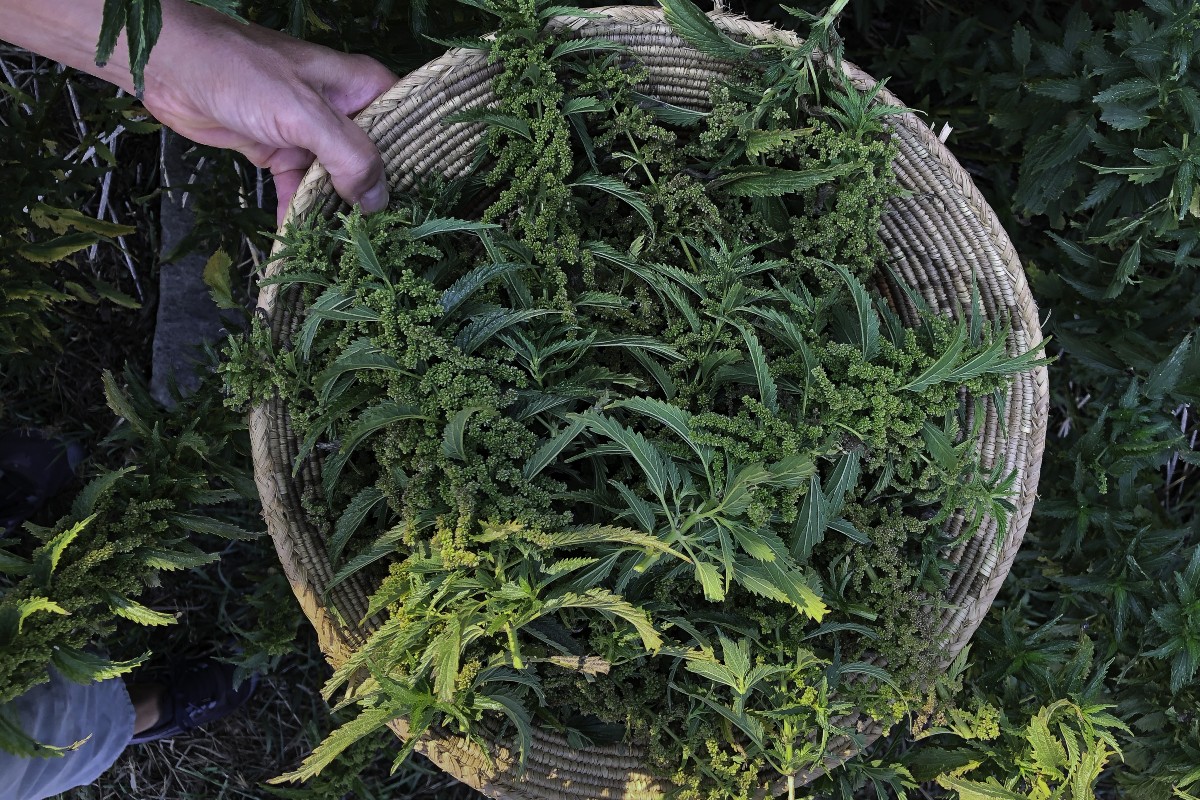 basket of nettle that has gone to seed