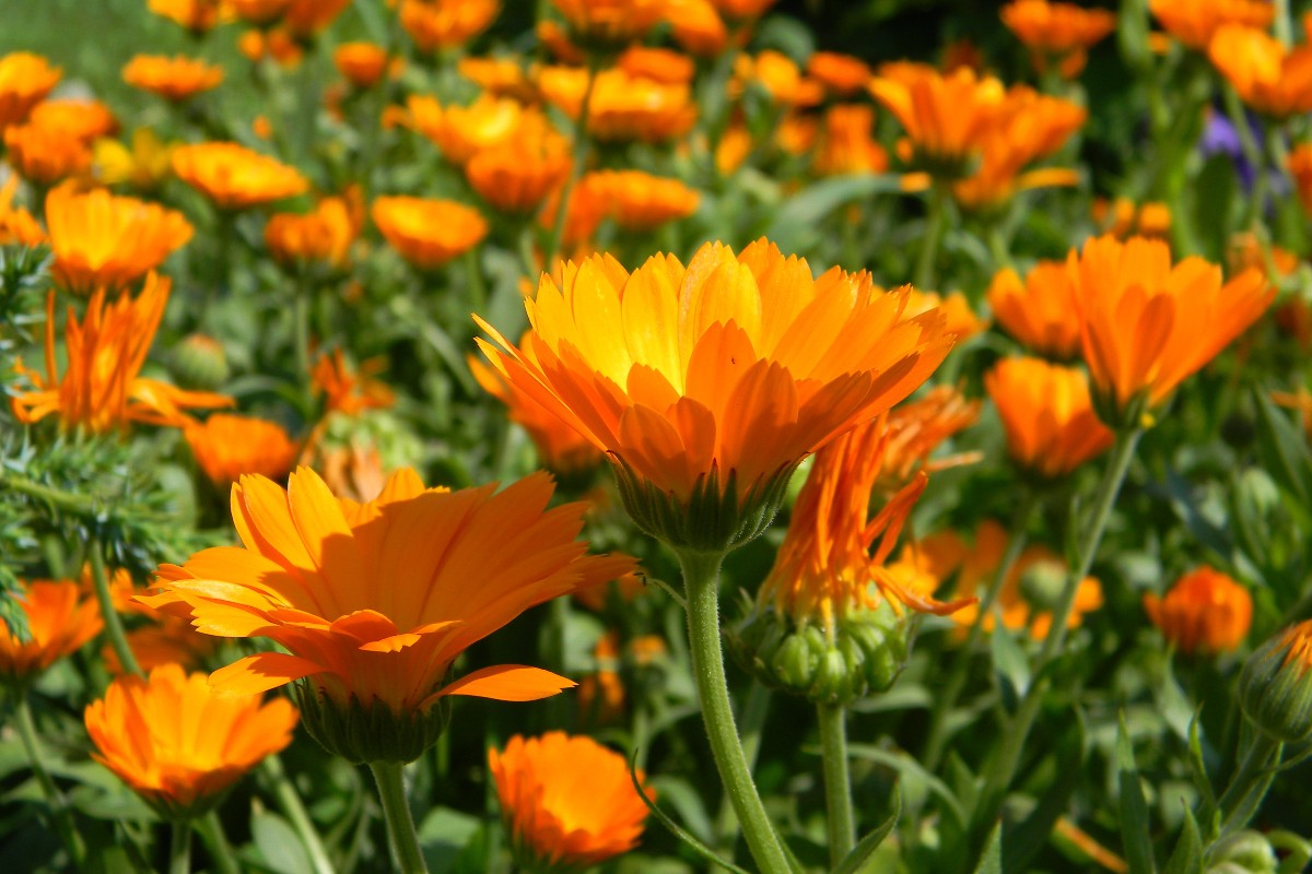 calendula flowers growing in a field