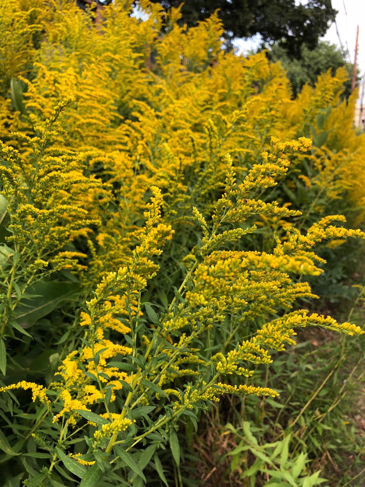 goldenrod growing in a field