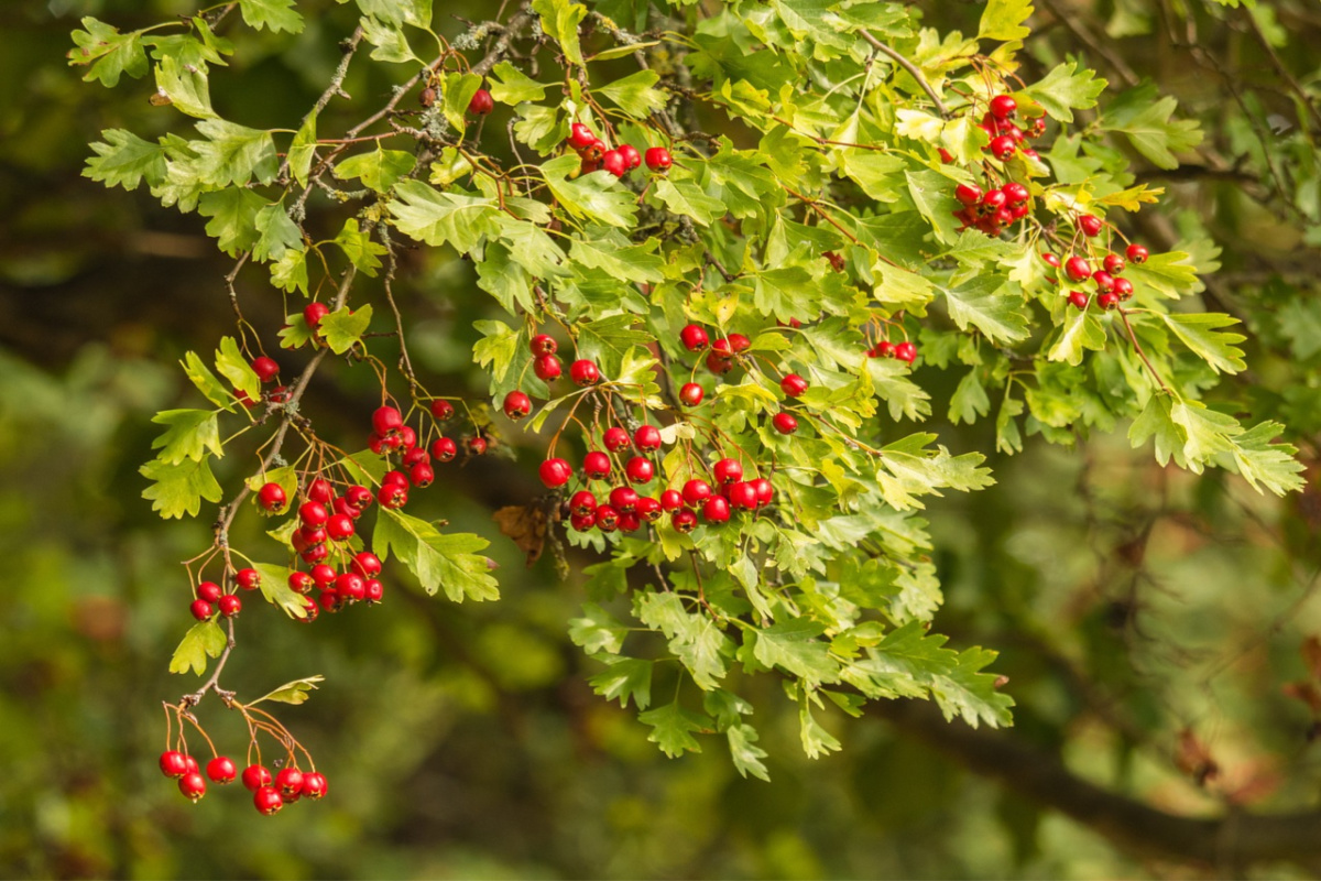 hawthorn berries on a hawthorn tree