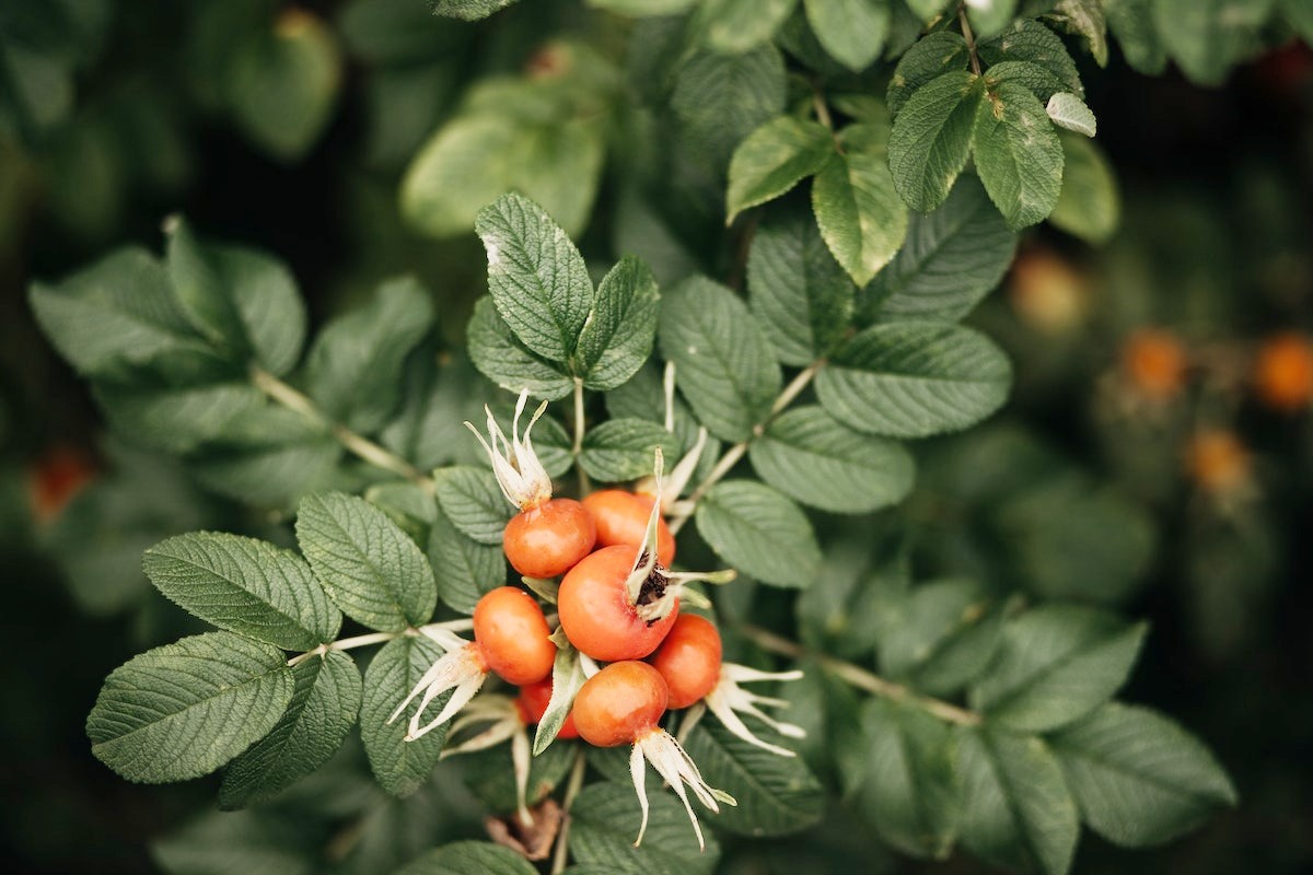 rose hips growing outside