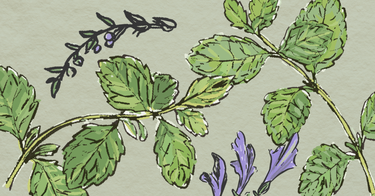 Illustration of skullcap and lemon balm