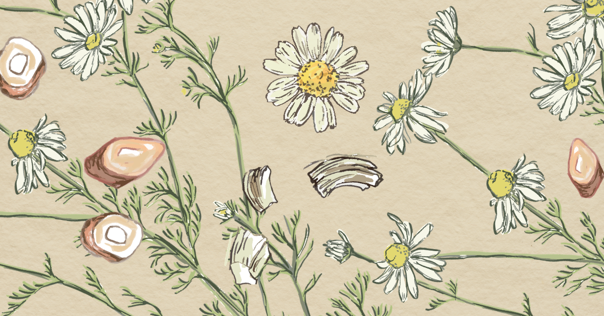 Illustration of chamomile flowers and ginger slices