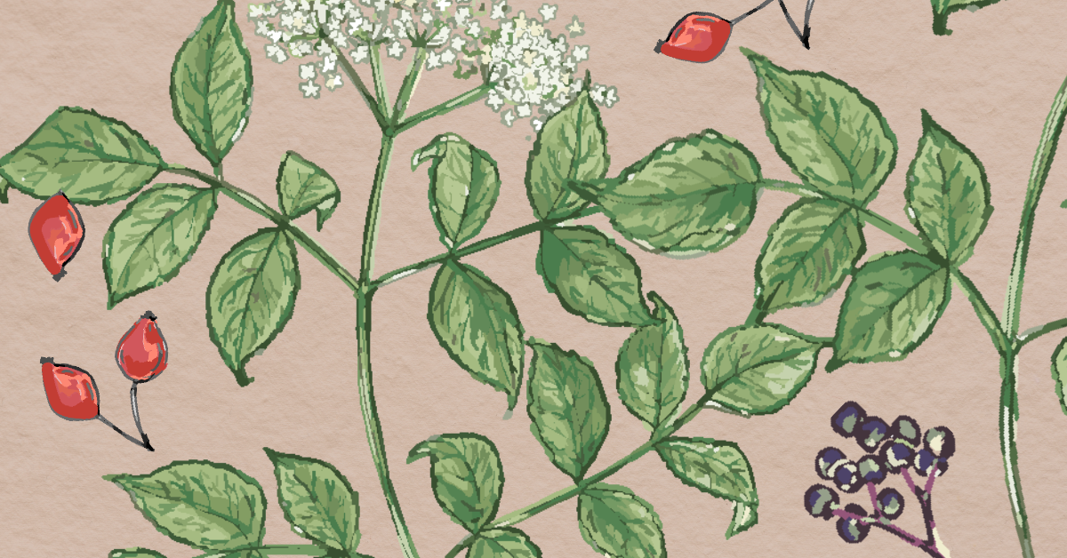 Illustration of elder leaves, elderflowers, elderberries and rosehips